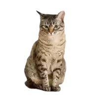 Australian Mist — a Medium, Affectionate Cat breed