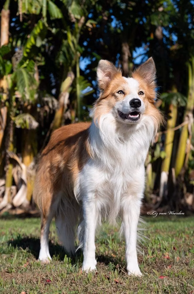 Valor ABC 469152, a Männlich Border Collie registered with United Pet Club