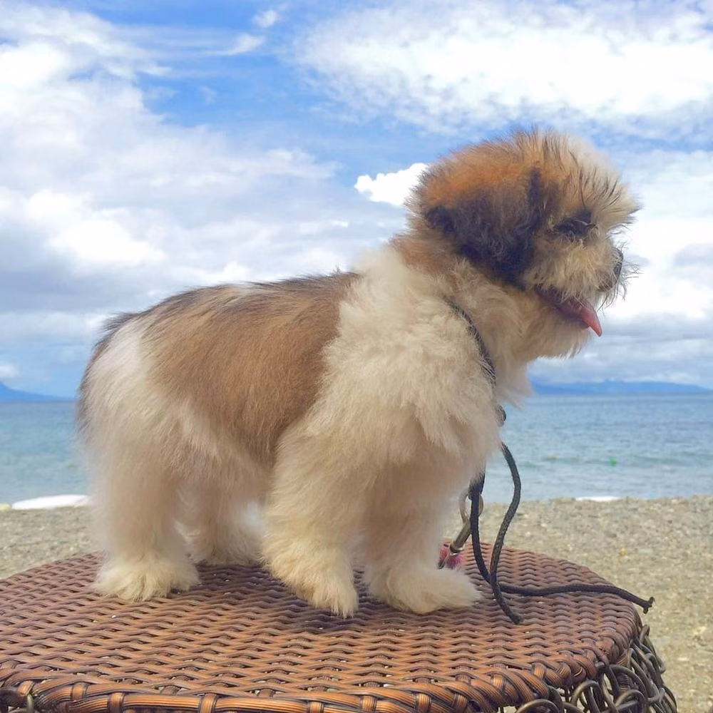 Oreo, a Macho Shih Tzu registered with United Pet Club