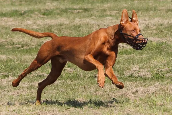 vicoridge eternal pride, a Männlich Pharaonenhund registered with United Pet Club