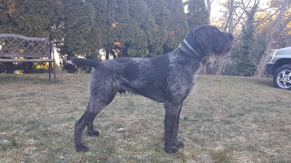 Bajnok-Menti Lucas, a ஆண் ஜெர்மன் வயர்ஹேர்டு பாயிண்டர் registered with United Pet Club