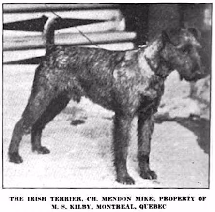 Mendon Mike, a 雄性 愛爾蘭㹴 registered with United Pet Club