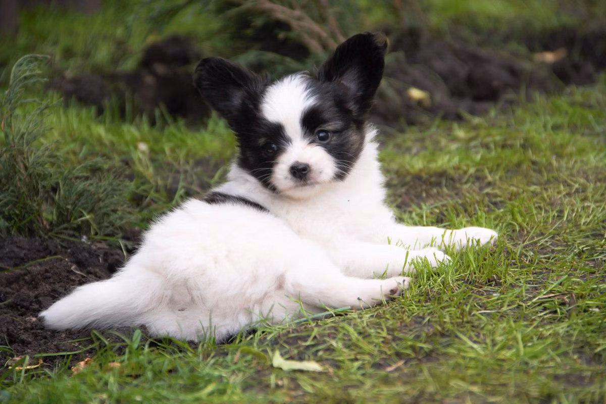 Fashion First Google, a Самец Папийон registered with United Pet Club
