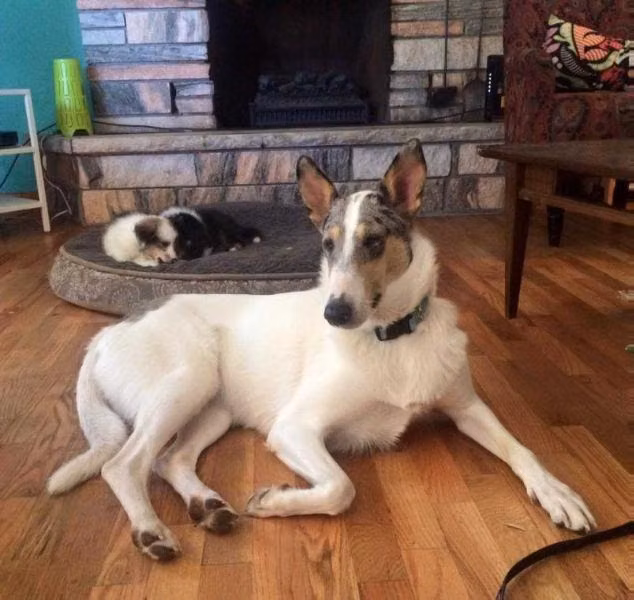 Romany's Where Is My Mind, a ماده کالی موصاف registered with United Pet Club