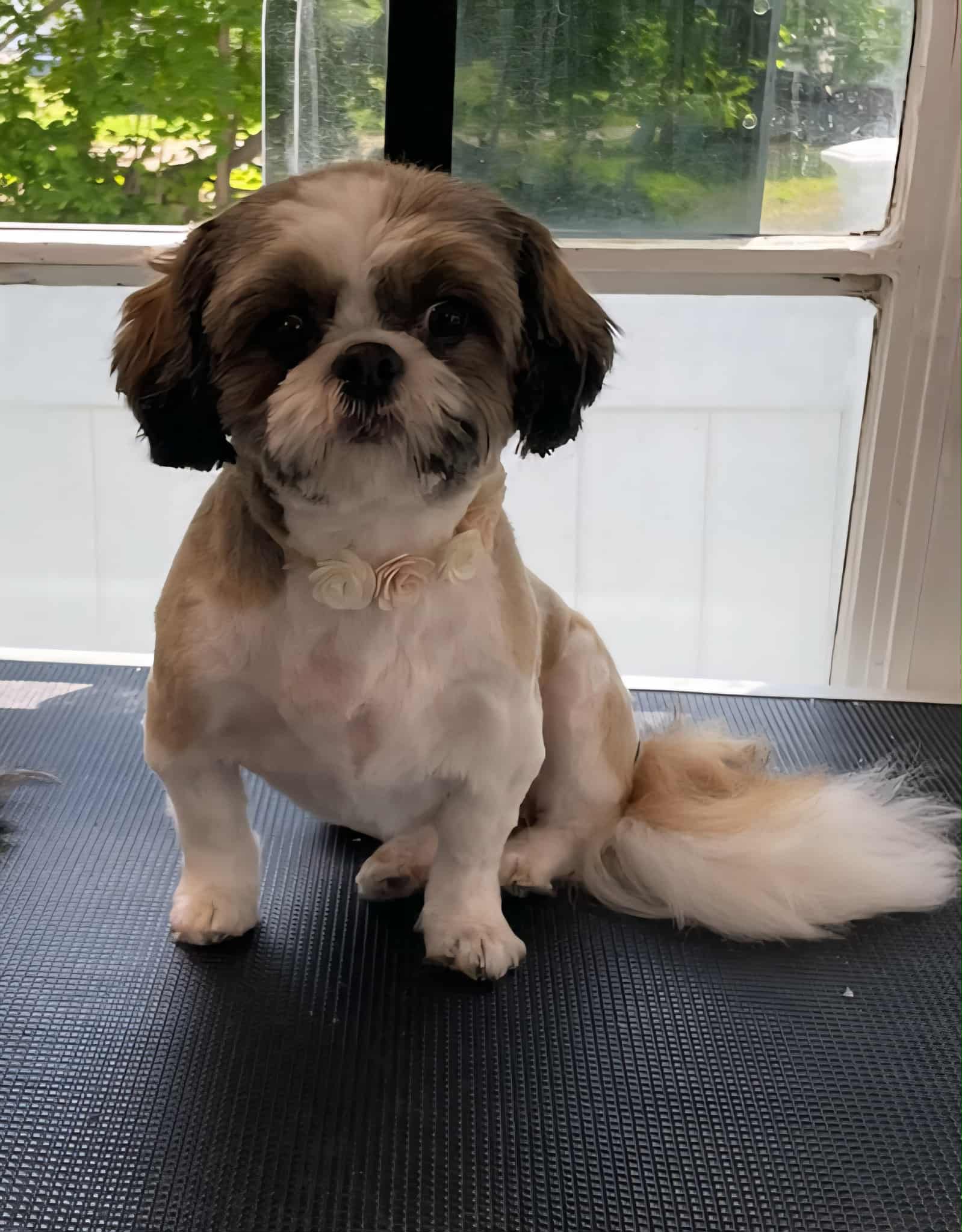 Kenickie, a Female Shih tzu registered with United Pet Club