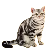 American Ringtail — a Medium, Affectionate Cat breed
