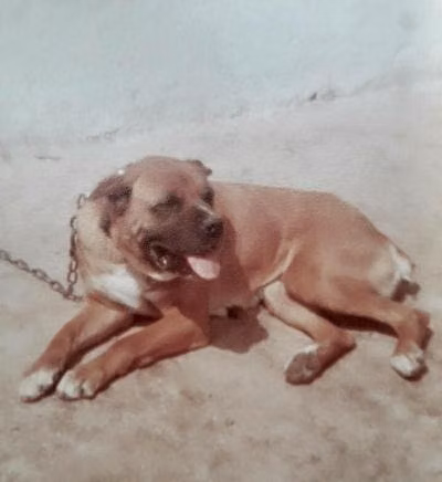 Leonessa (1977), a Мода Кане Корсо registered with United Pet Club