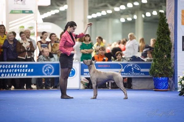 PAINGAM 9, a Samiec Thai ridgeback registered with United Pet Club