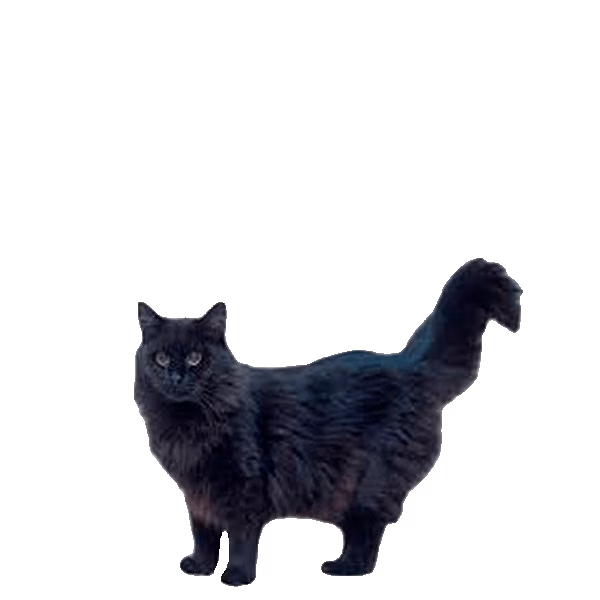 Chantilly-Tiffany — a Medium, Affectionate Cat breed
