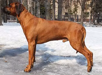 Trendsetter Mariadad Simba, a نر ریج‌بک رودزیایی registered with United Pet Club
