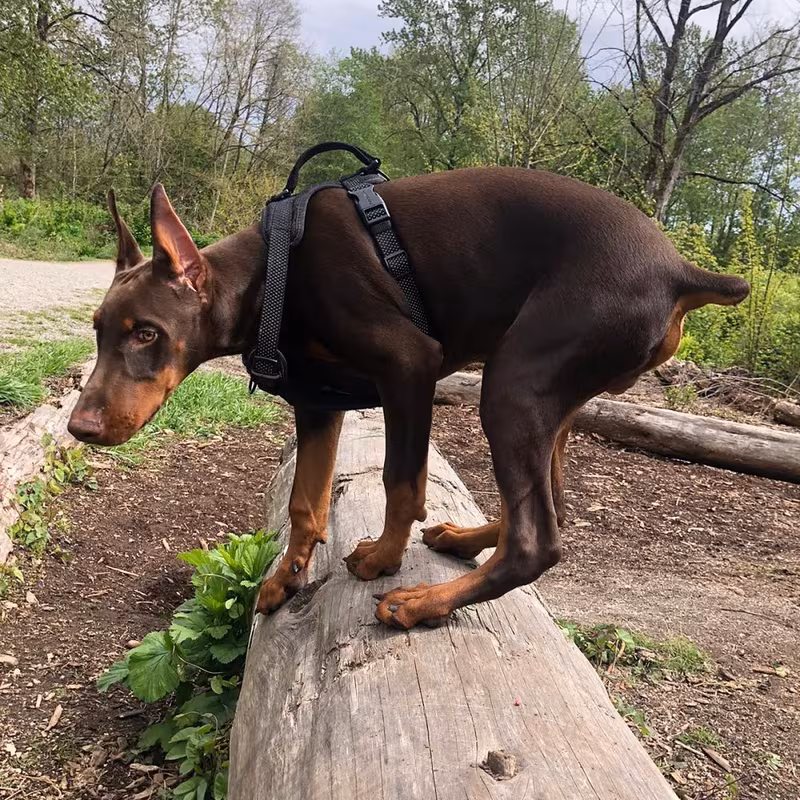 Goalie the doberman
