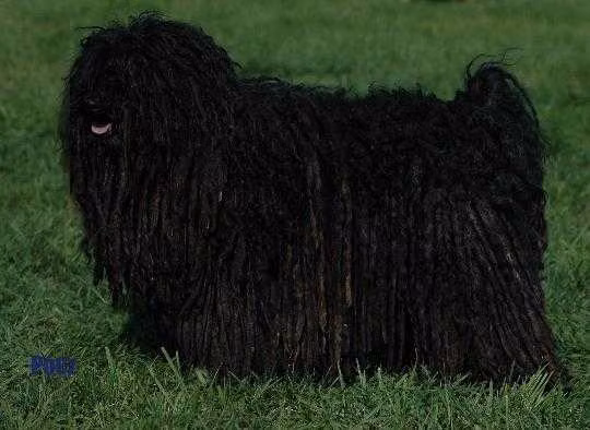 Kurjancs Dombi Cseles, a Male Пули registered with United Pet Club