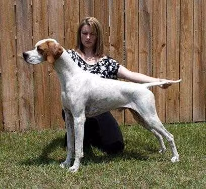 O'Morion Galaxy Star, a Hann Pointer registered with United Pet Club