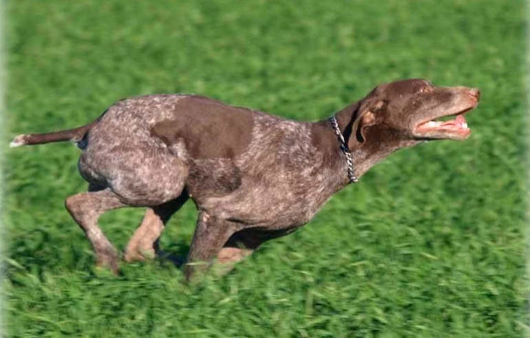 Chivas du Val de Ceze, a Mascul Pointer German cu Păr Scurt registered with United Pet Club