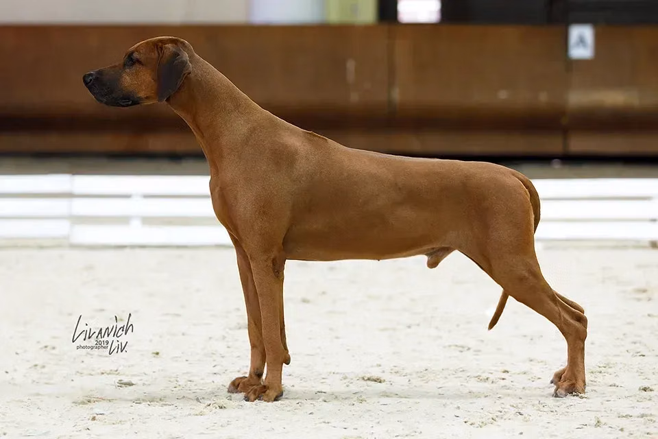 Saimon's Praid Vintage Expensive Wine, a Samiec Rhodesian ridgeback registered with United Pet Club