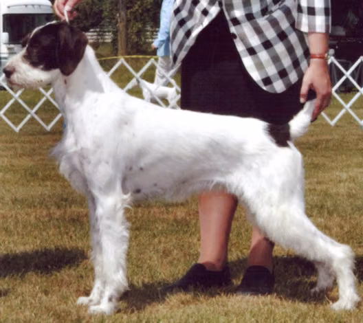 IDAWIRE AMERICAN PIE, a Femelle Braque allemand à poil dur registered with United Pet Club