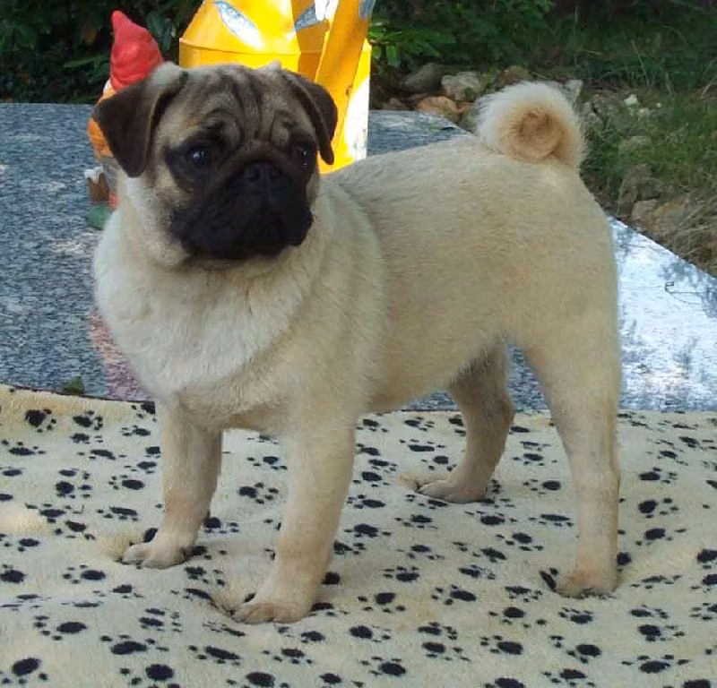 bachelor de macry-sala, a Самец Мопс registered with United Pet Club