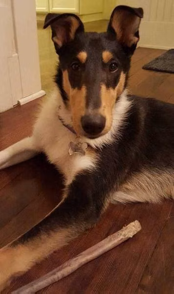 Billie, a ماده کالی موصاف registered with United Pet Club