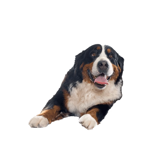 Mountain cur — rasa Pies: Średni i Odważny