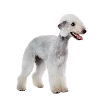 Bedlington terrier — rasa Pies: Mały i Dobroduszny