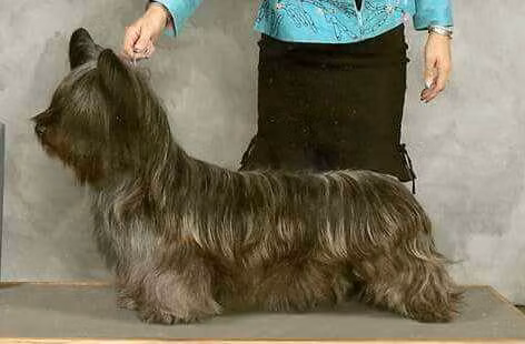 Kamo I'll Take The High Road, a Female Скај теријер registered with United Pet Club
