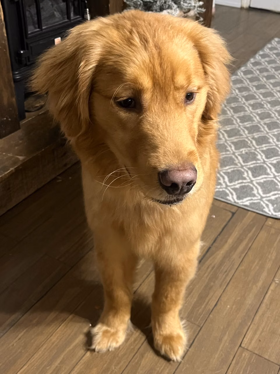 Prince, a Maschio Golden Retriever registered with United Pet Club