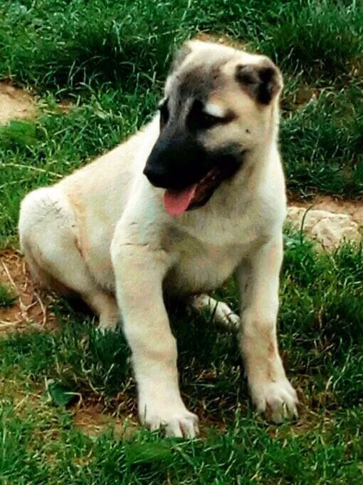 Edge, a Female Kangal Shepherd Dog registered with United Pet Club