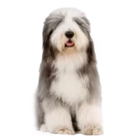 Bearded collie — rasa Pies: Średni i Dobroduszny