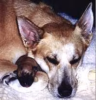 Northdown X Cheena, a Female Chinook registered with United Pet Club