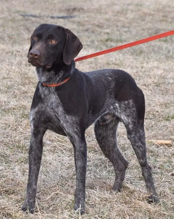 Hall's Outlander Kellen, a Mascul Pointer German cu Păr Scurt registered with United Pet Club