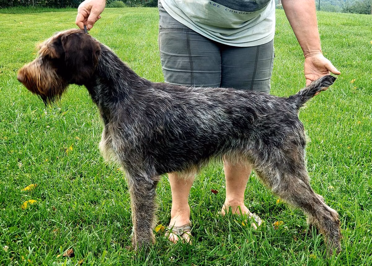 Blueline's New Beginning, a Female German Wirehaired Pointer registered with United Pet Club