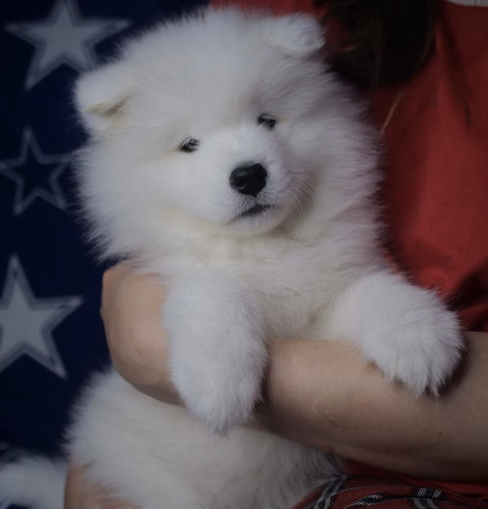Ariel Winter Princess, a Female Samoyed registered with United Pet Club