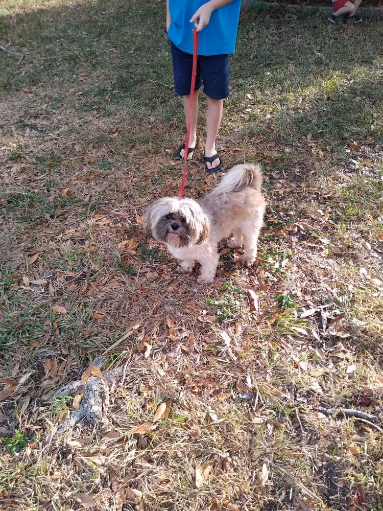 Rivalt's N'Seperable, a Mâle Lhassa Apso registered with United Pet Club