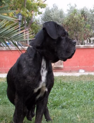 BAGHERA (1997), a Мода Кане Корсо registered with United Pet Club