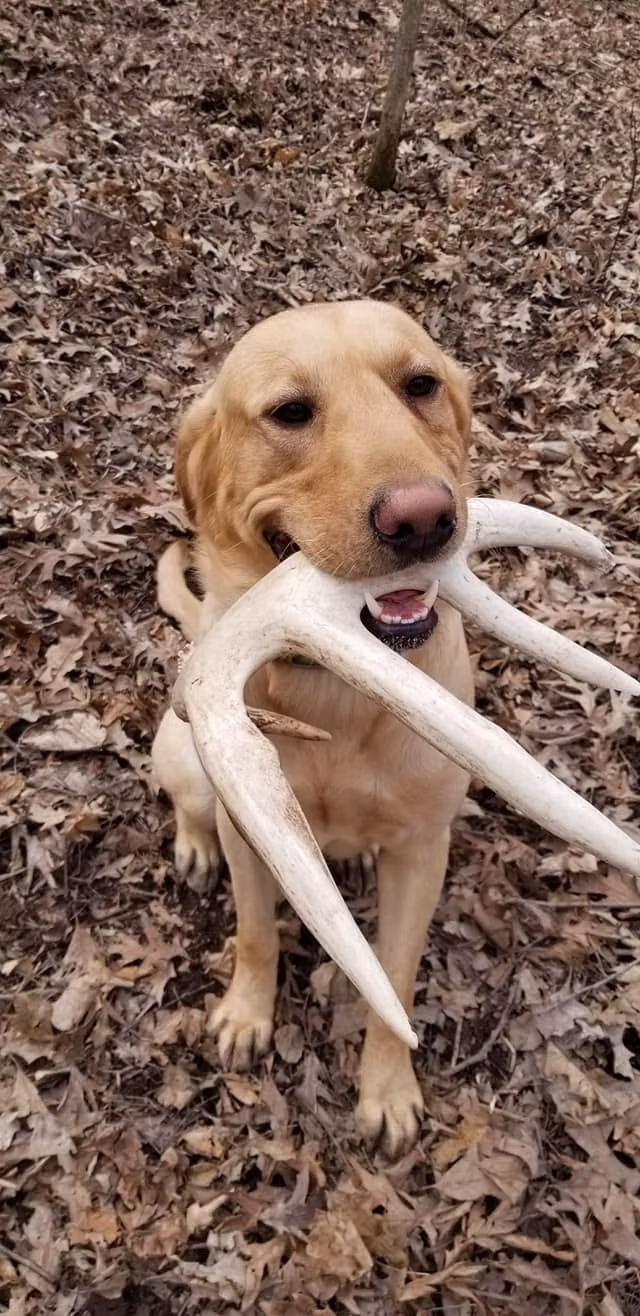 Archie