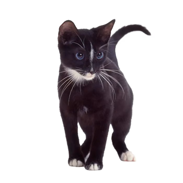 Ojos Azules — a Medium, Affectionate Cat breed