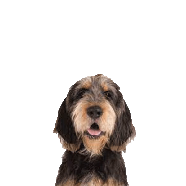 Otterhound — rasa Pies: Duży i Dobroduszny