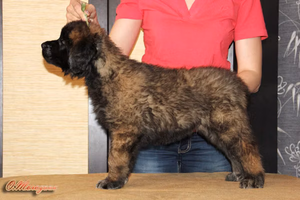 Rus Antares Antonius, a Male Leonberger registered with United Pet Club