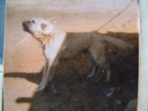 Bercan, a Femelă Câine Ciobănesc Kangal registered with United Pet Club