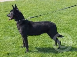K9Royals Kim, a Female 荷兰牧羊犬 registered with United Pet Club