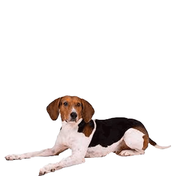 Treeing walker coonhound — rasa Pies: Duży i Przyjazny