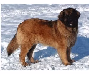 Amidale Löwe v. Walhall ?, a Female Leonberger registered with United Pet Club