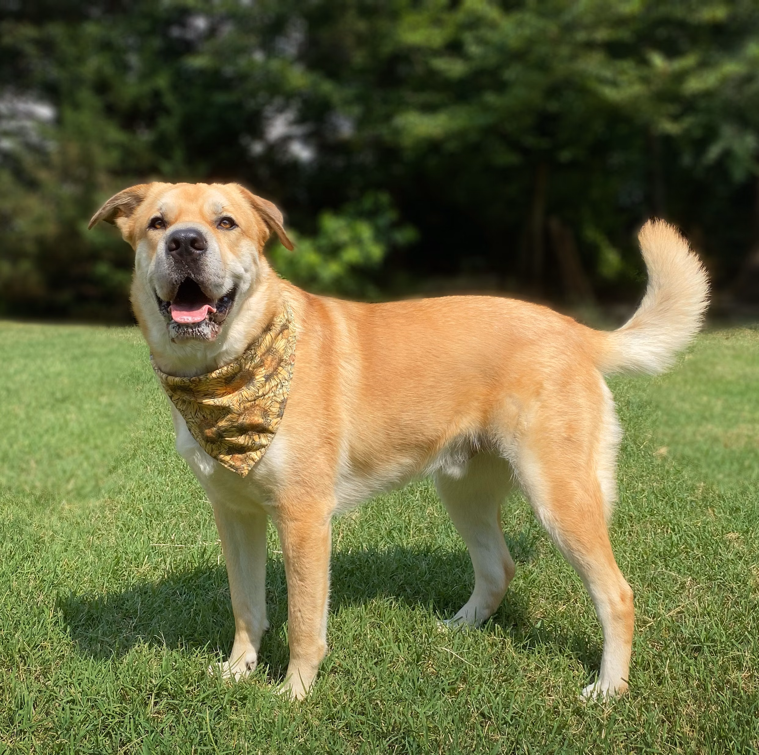 Gunthor, a Male Mixed Breed Dog registered with United Pet Club