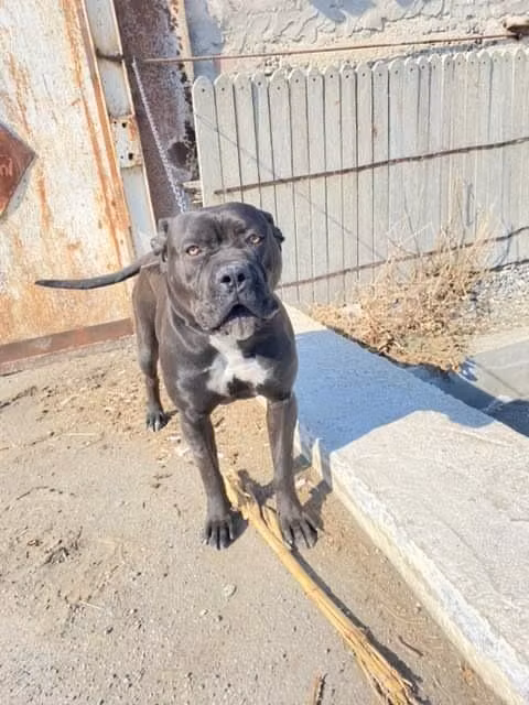LUCY, a Мода Кане Корсо registered with United Pet Club