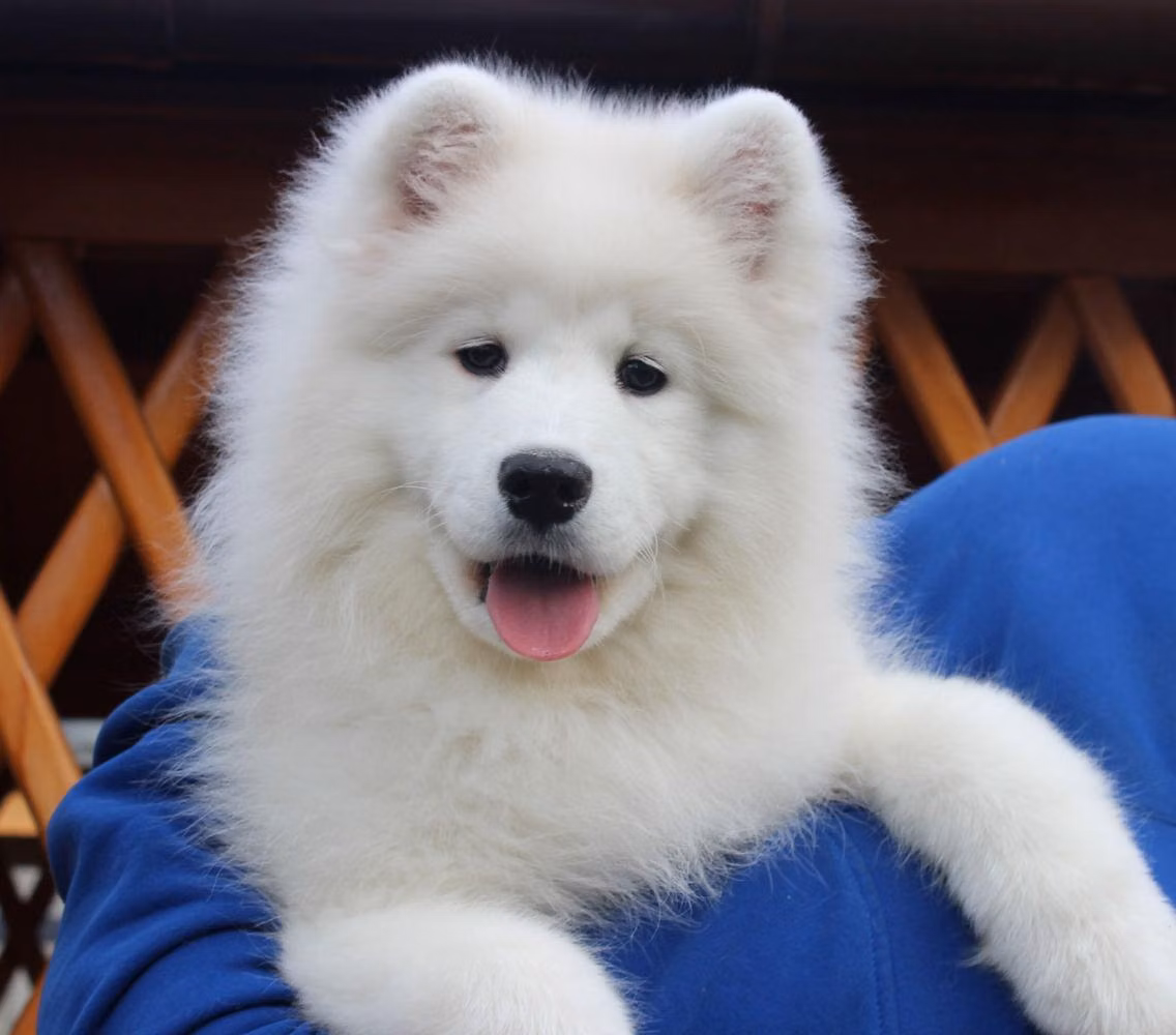 Freya from Kel'bin trasure-house, a Femelle Samoyède registered with United Pet Club