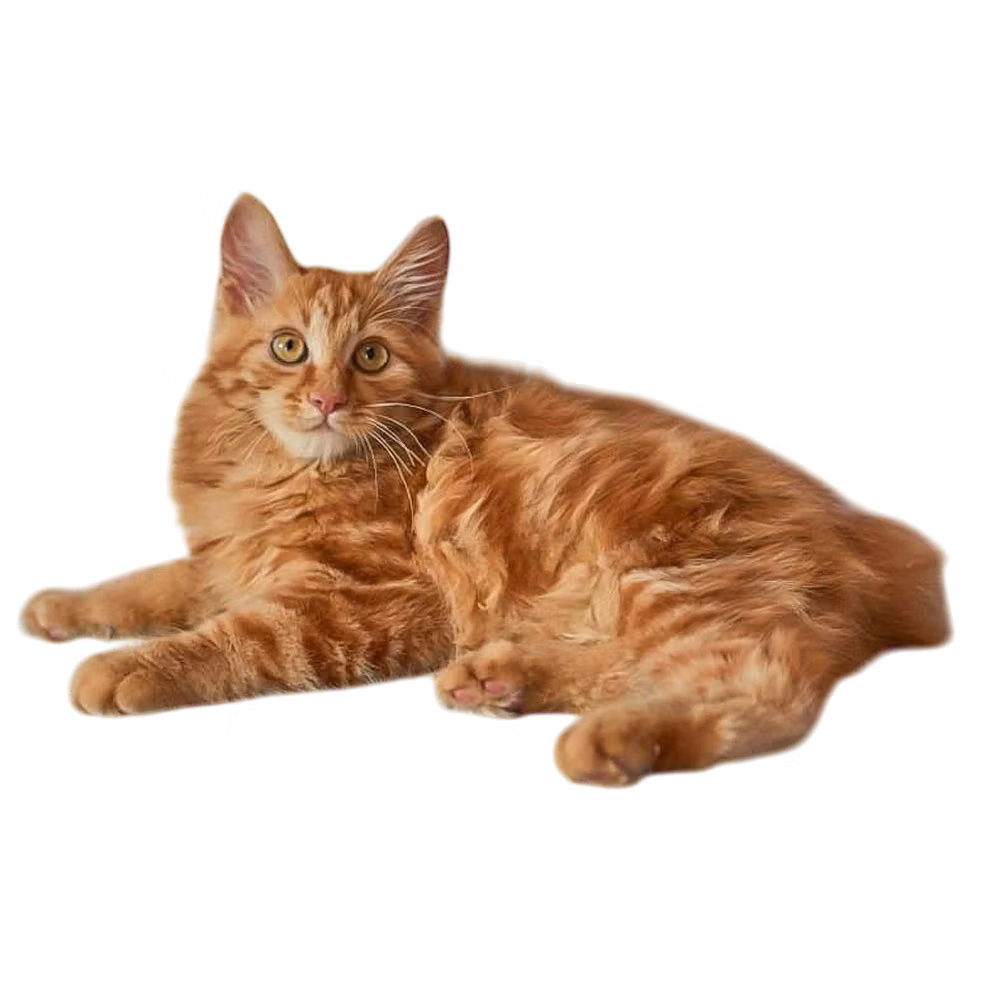 American Bobtail — a Medium, Affectionate Cat breed