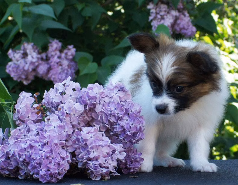 Aller Best Tango, a Macho Papillón registered with United Pet Club