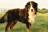 Alexander Ryan, a 雄性 伯恩山犬 registered with United Pet Club
