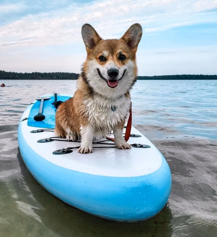 Frei Wind Robinson — Welsh Corgi Pembroke Frei Wind Robinson, a Male Welsh Corgi Pembroke registered with United Pet Club
