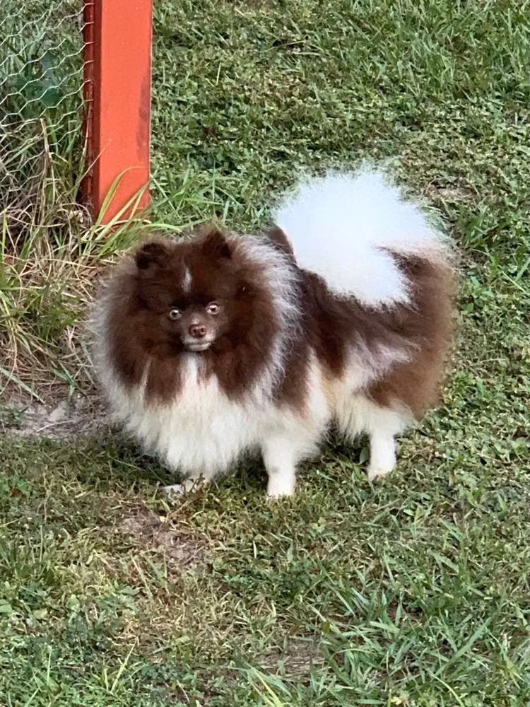 Shabam's Root Beer Float, a Hann Pomeranian registered with United Pet Club